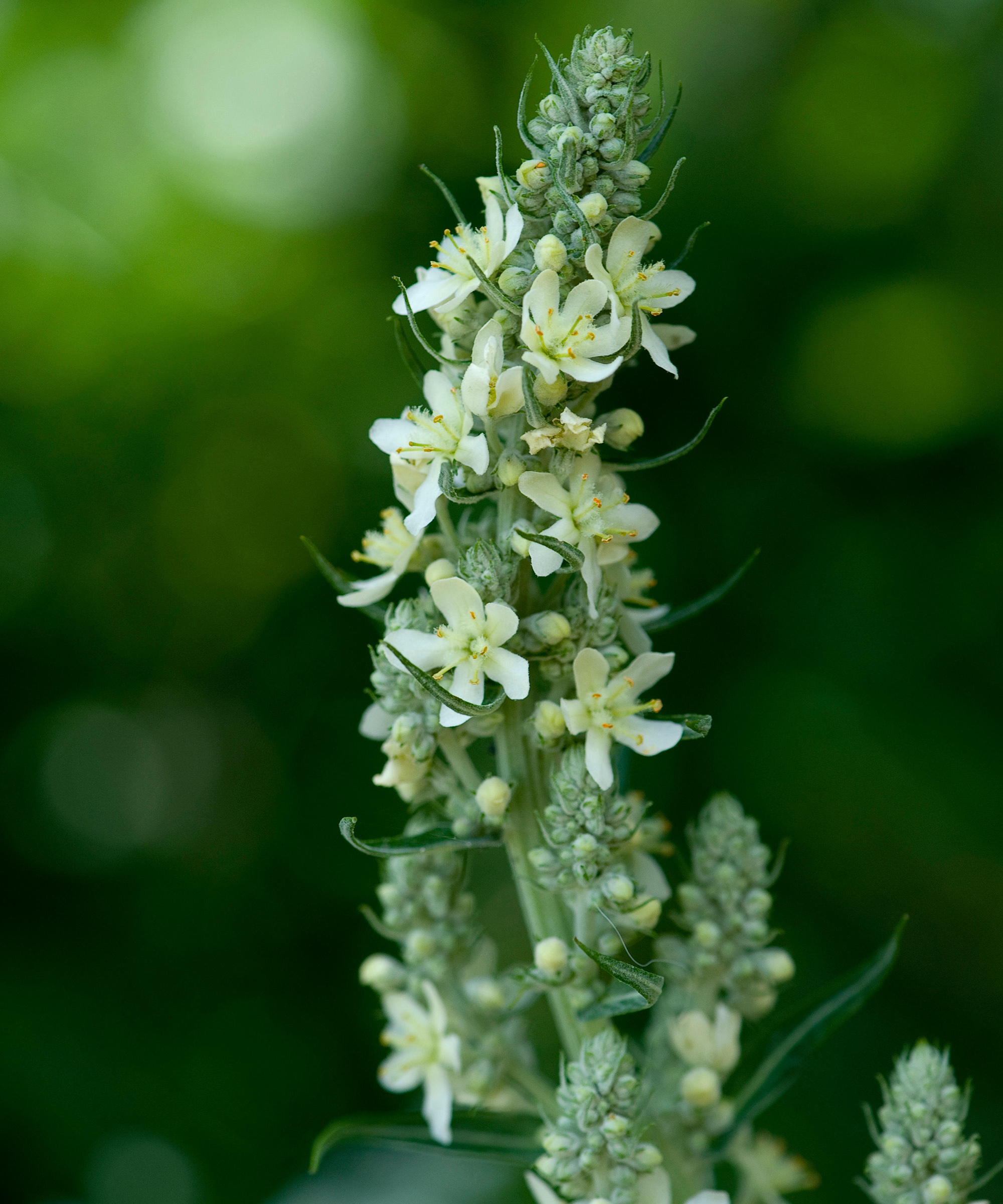 Verbascum lychnitis while Mullein