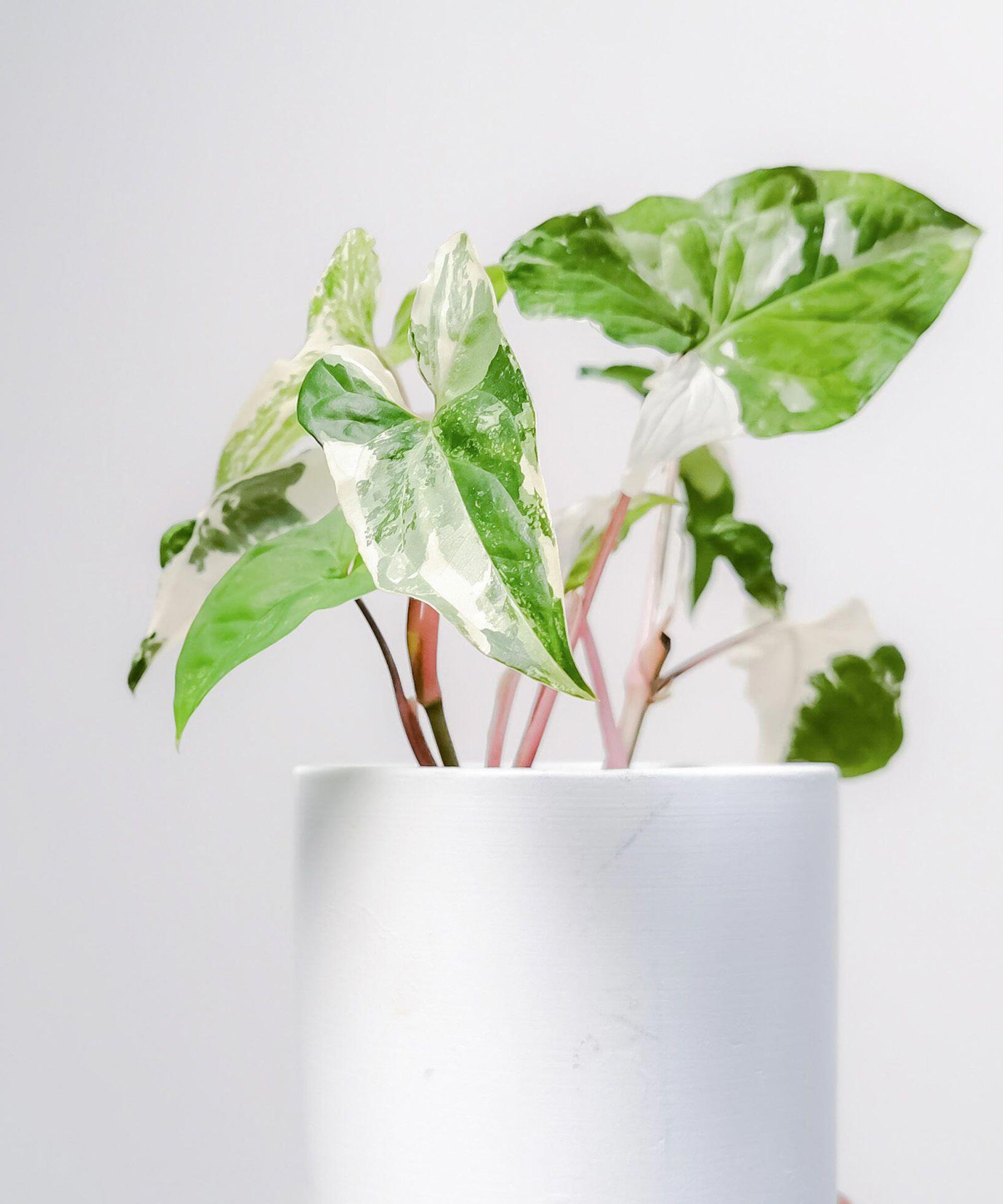 Most expensive plants in the world that are available to buy Gardeningetc