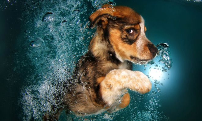 Underwater Puppies