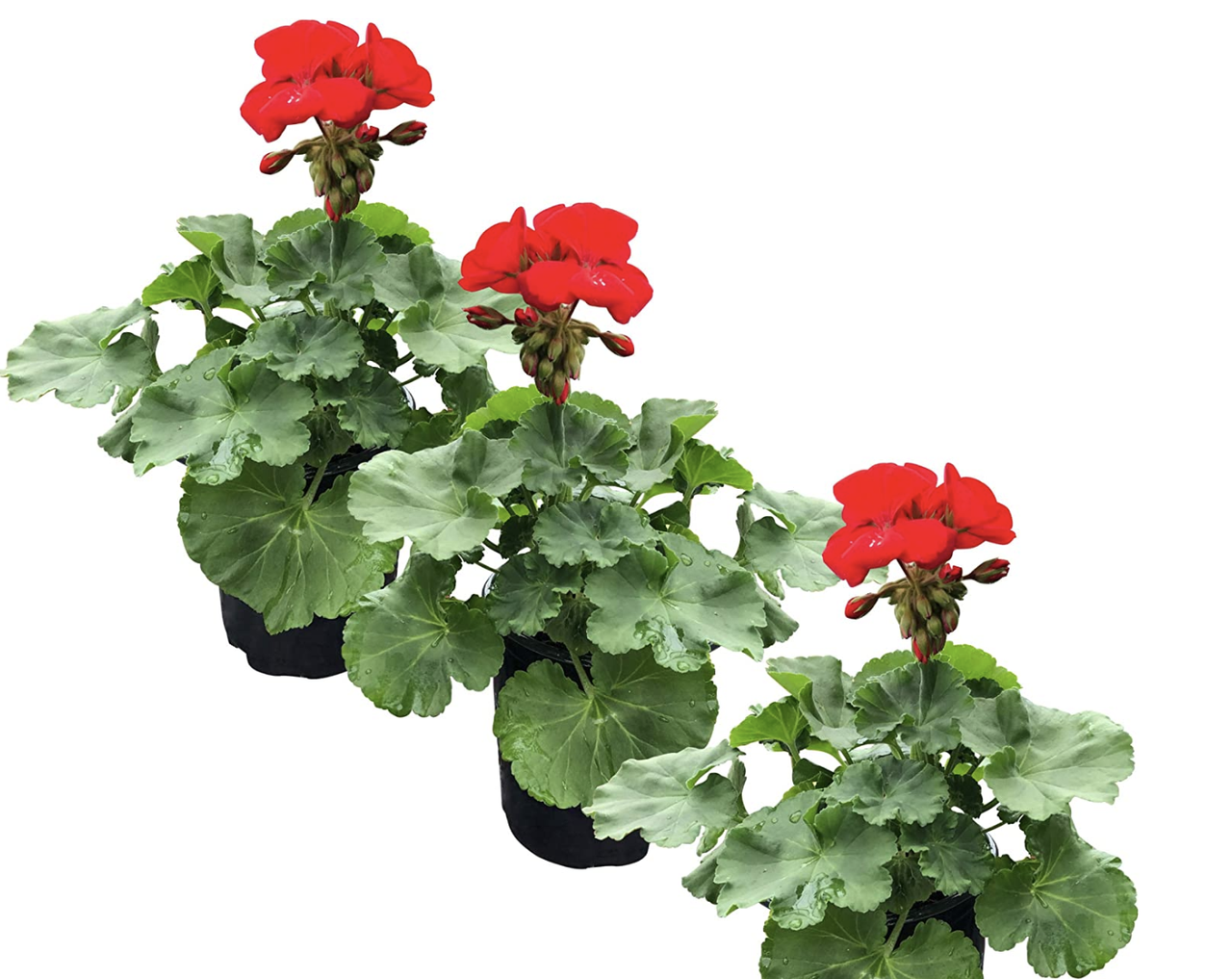 The best indoor plants that flower all year round Livingetc