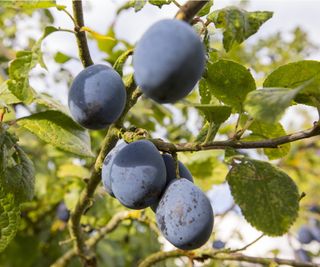 Damson on tree