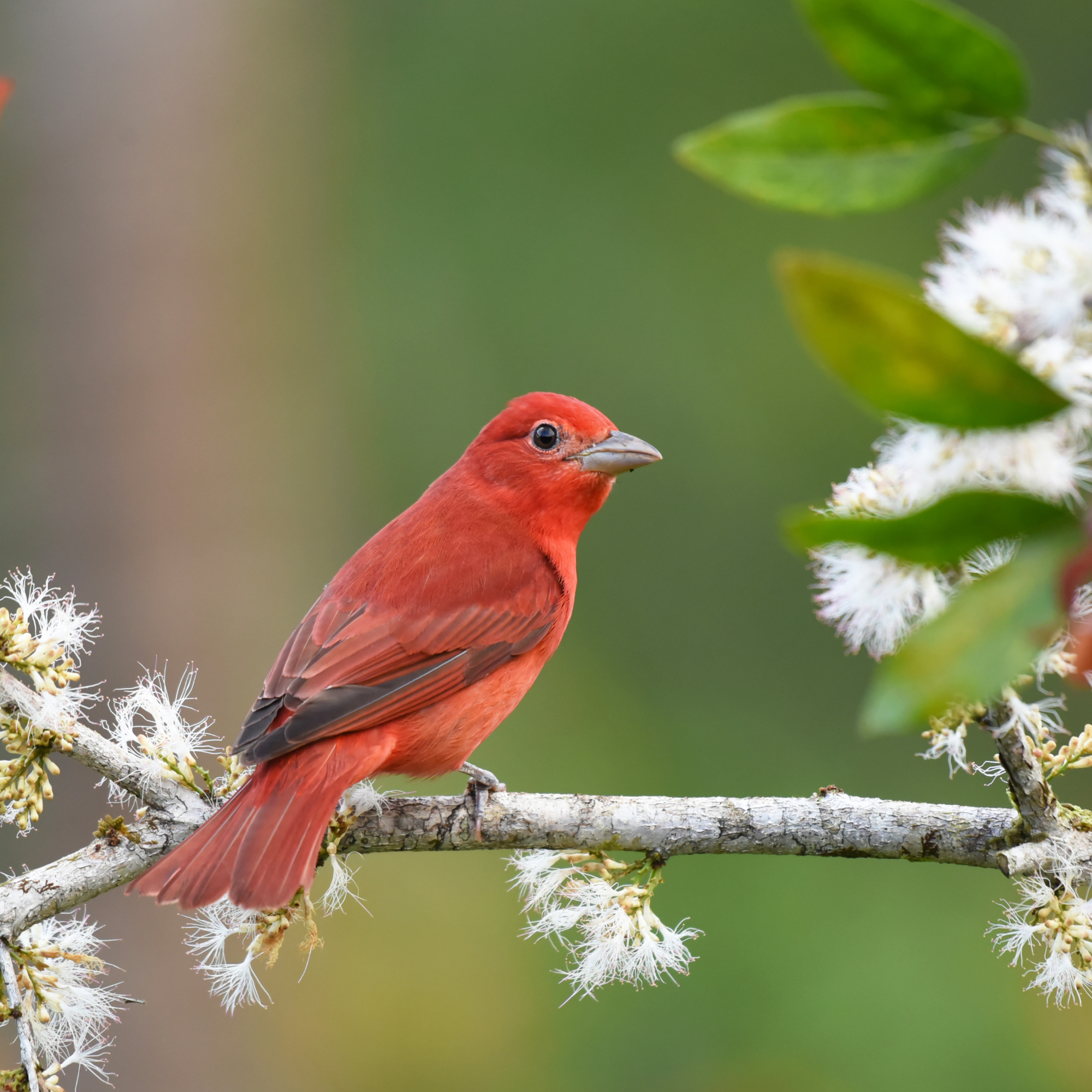 Birds of Costa Rica: Male Summer Tanager (Piranga rubra)