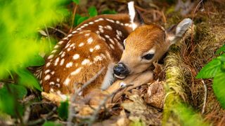 Fawn lying curled up on bed of leaves.