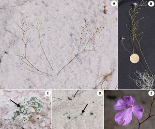 The carnivorous plant, <em>Philcoxia minensis</em> resides in Serra do Cabral, Minas Gerais, Brazil (A), has some of its tiny leaves above ground (B), though most reside belowground (C & D) where they snag wormy snacks for the plant, helping the plant dig