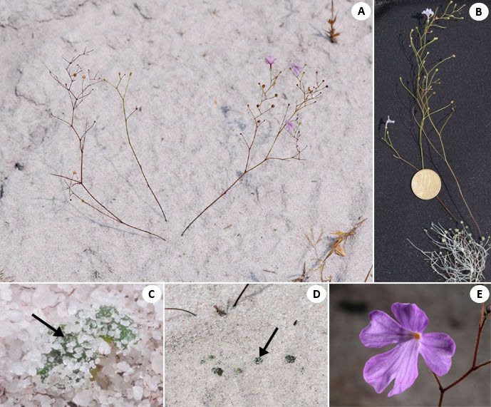 The carnivorous plant, &lt;em&gt;Philcoxia minensis&lt;/em&gt; resides in Serra do Cabral, Minas Gerais, Brazil (A), has some of its tiny leaves above ground (B), though most reside belowground (C &amp; D) where they snag wormy snacks for the plant, helping the plant dig