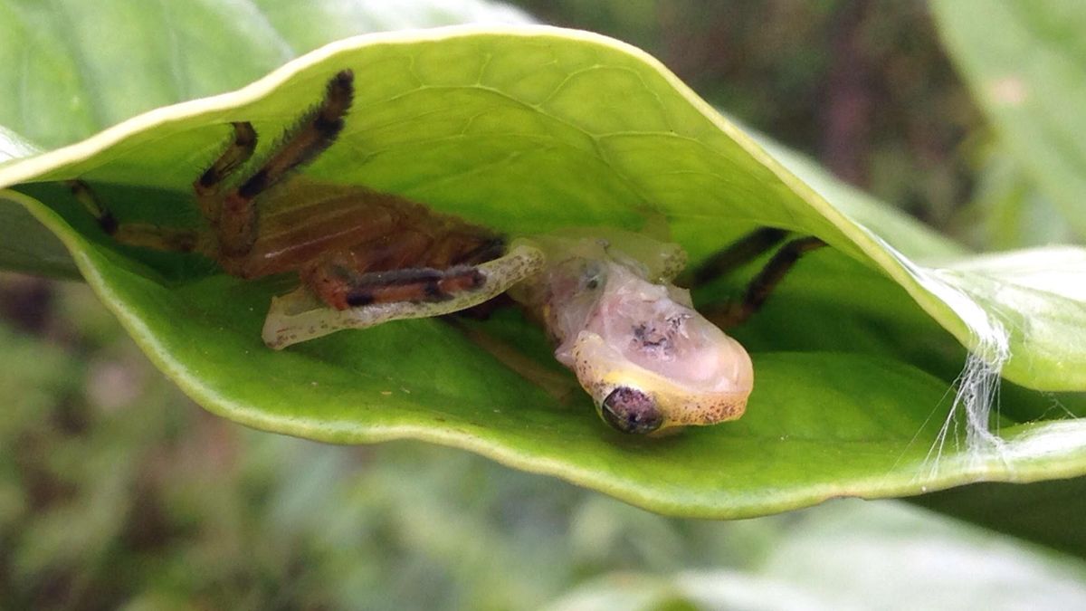 Glass Frog Eating A Spider