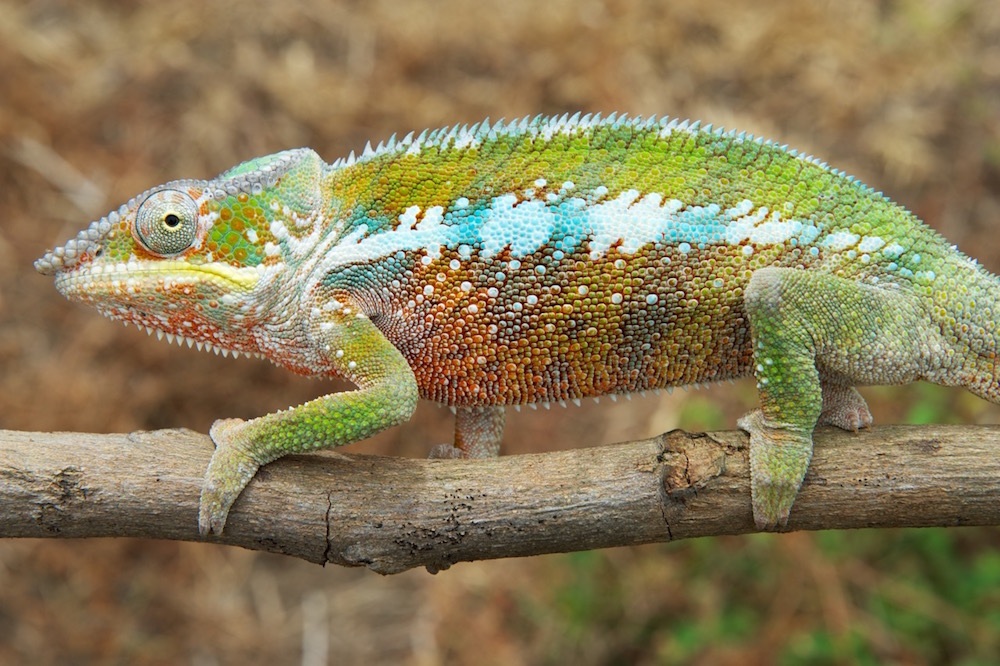 Photos: Colorful Panther Chameleon Is 11 Distinct Species | Live Science