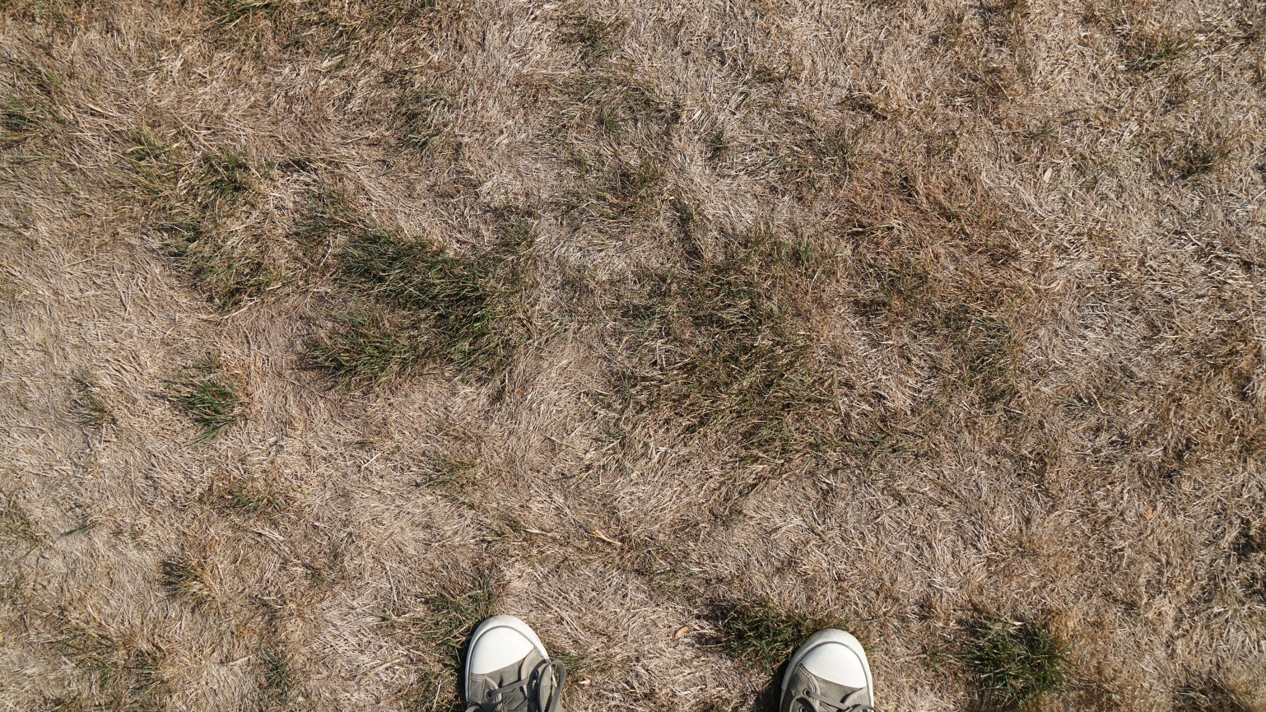 Your lawn could be compacted – here’s how to tell and what to do about it