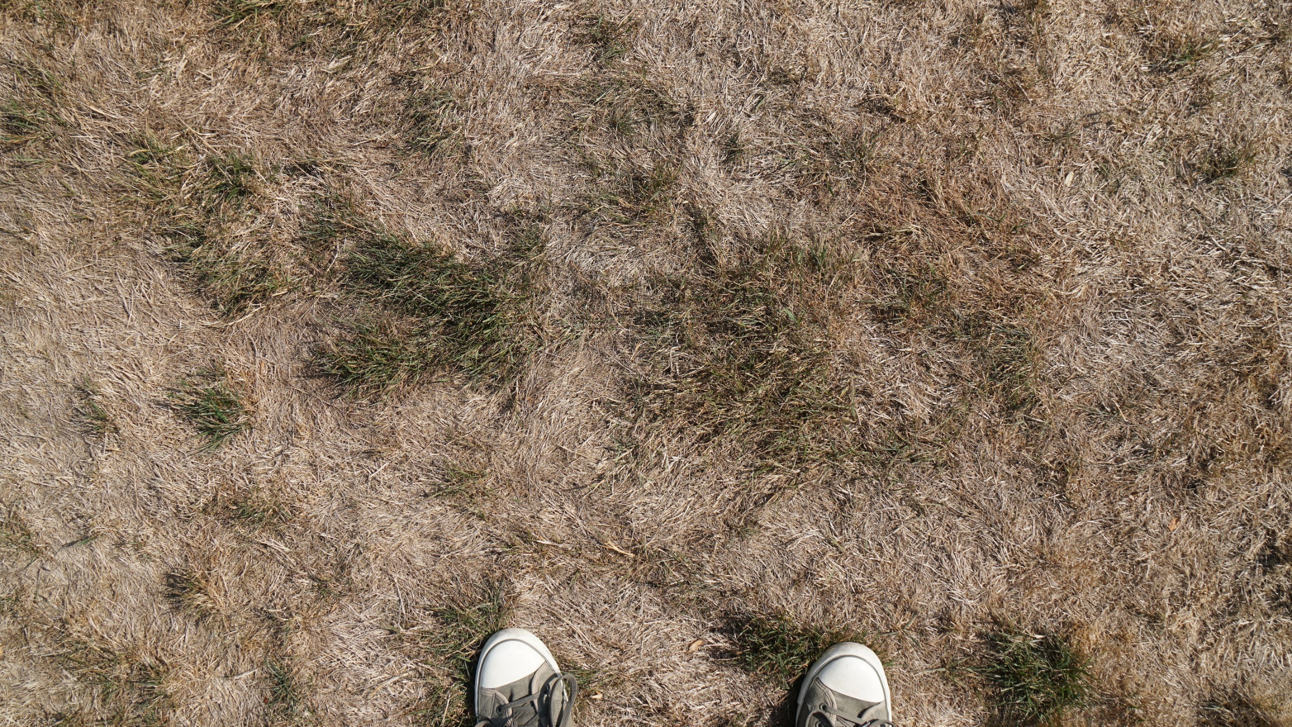 dry lawn