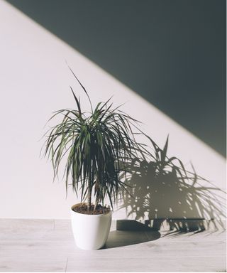 Dragon tree houseplant in white pot