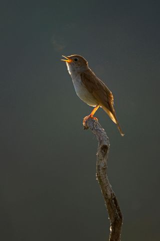 A singing male nightingale (Luscinia megarhynchos)