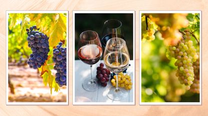 red wine grapes, three glasses of different coloured wine and white wine grapes