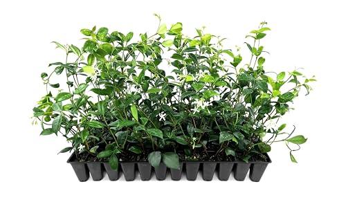 Star Confederate Jasmine | 3 Live Plants | Trachelospermum Jasminoides | Flowering Vine Plants | Evergreen Ground Cover for Landscaping