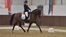 how to get your horse on the bit