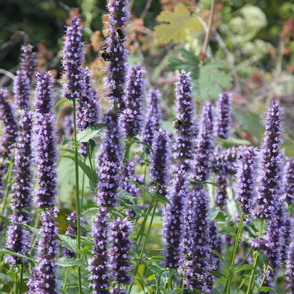 Agastache 'blackadder'