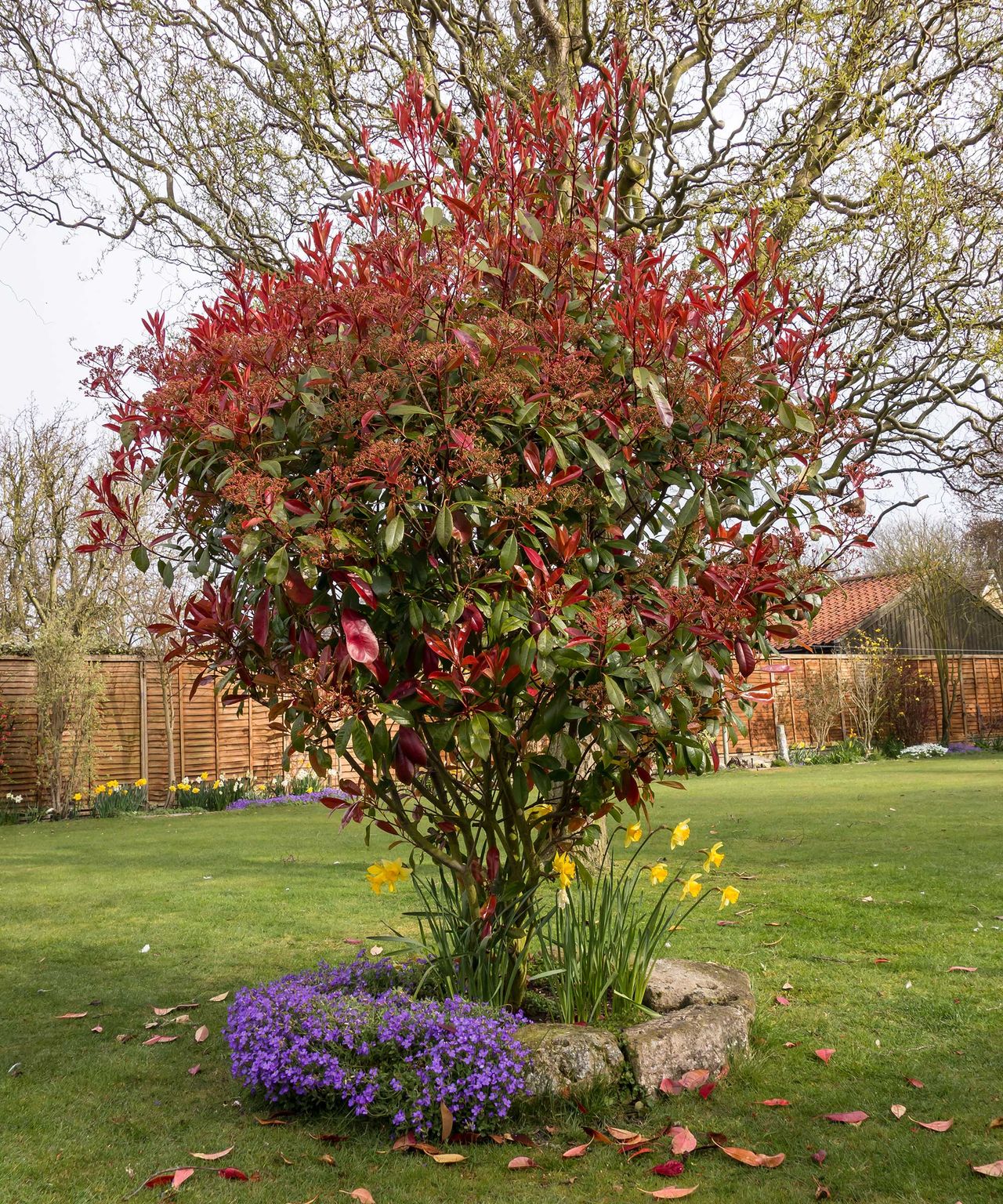 Best trees for small gardens: 11 top picks for less-than-large plots
