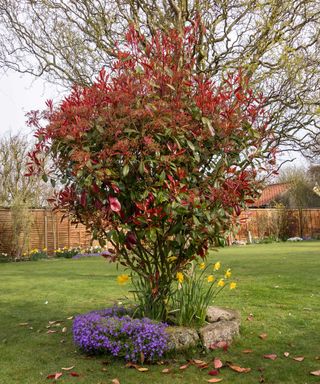 evergreen tree with red foliage