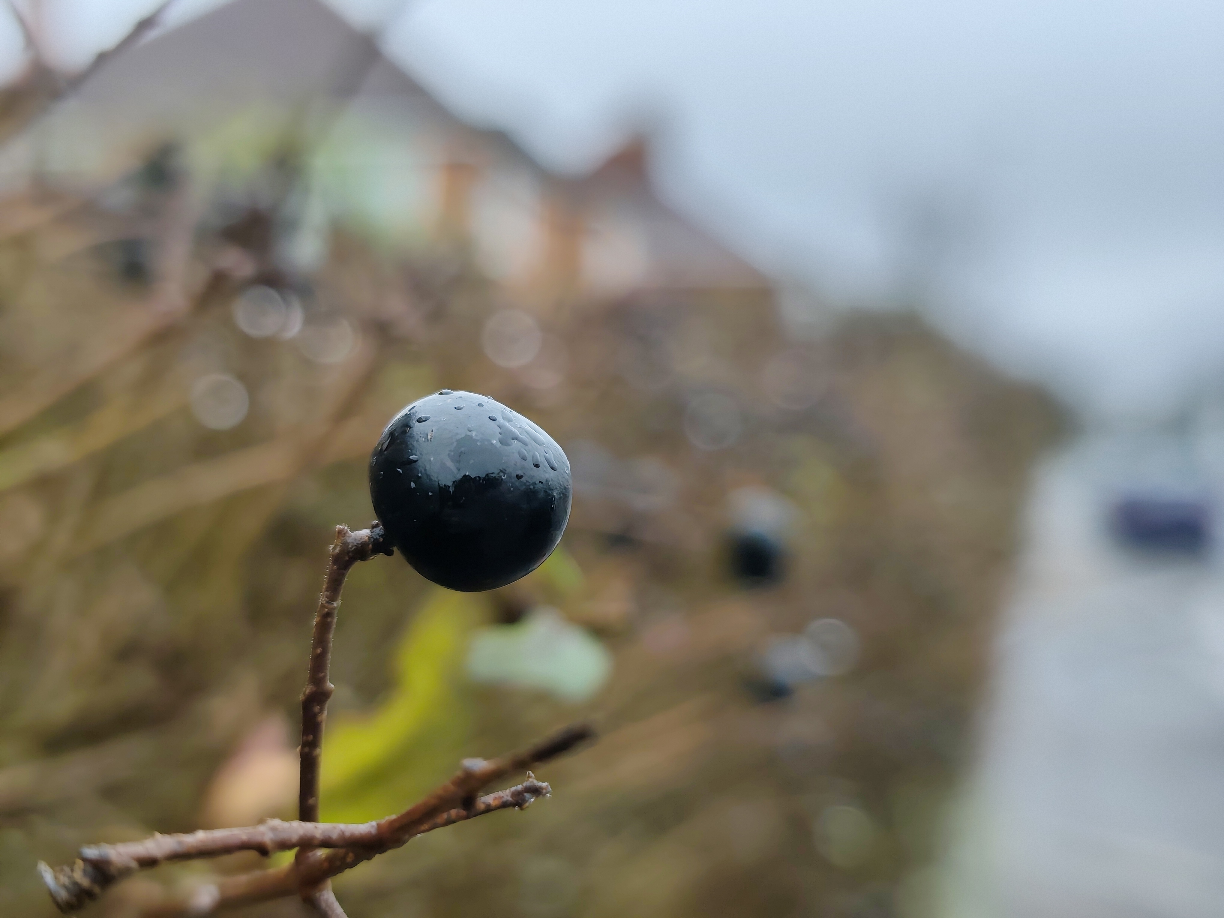 Xiaomi Redmi Note 15 Pro Plus camera sample berries 2x macro