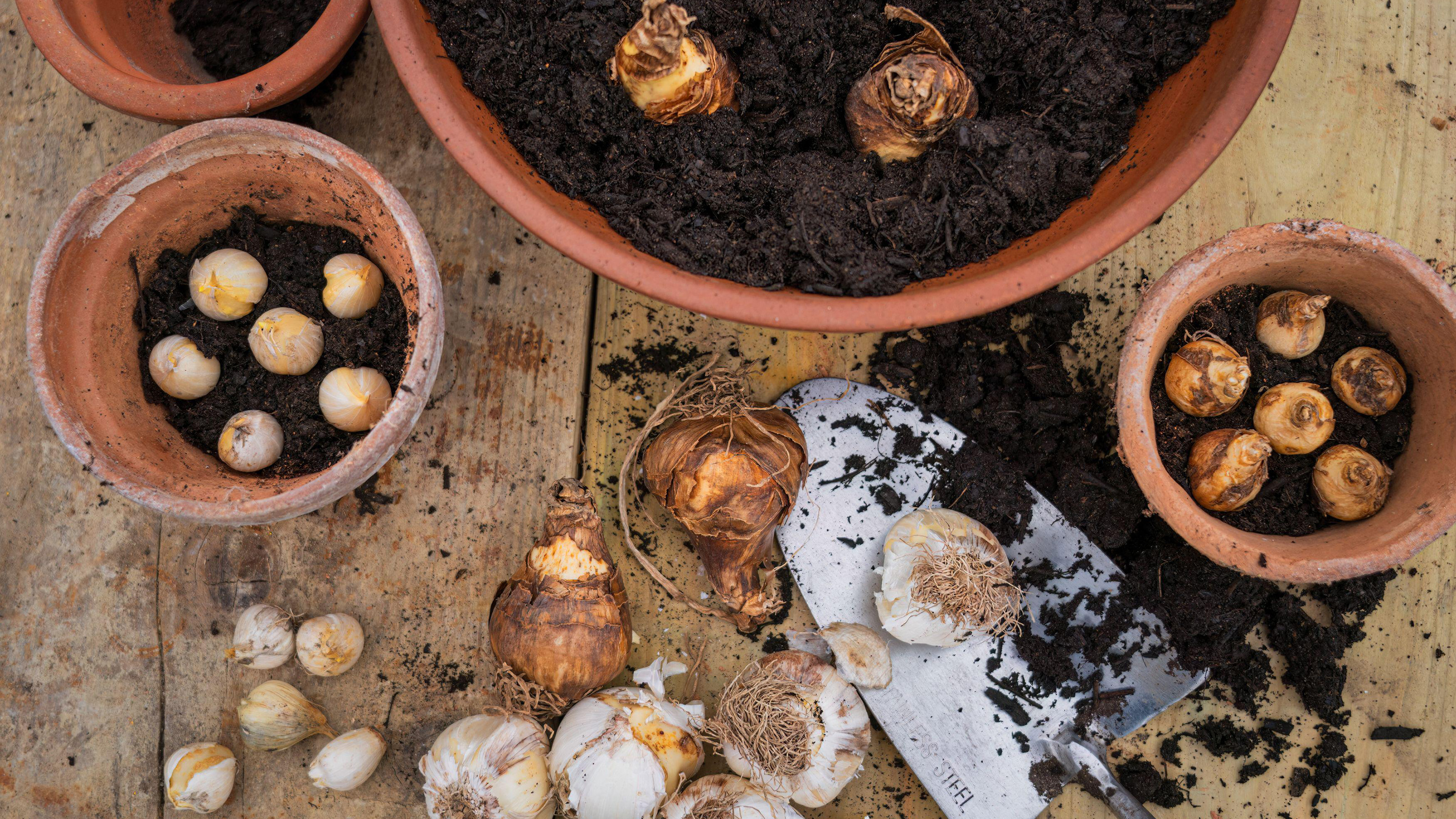 wooden table with three small and one large terracotta pot half filled with compost with a mix of spring bulbs in the pots and on the table, along with a metal trowel and spilt soil