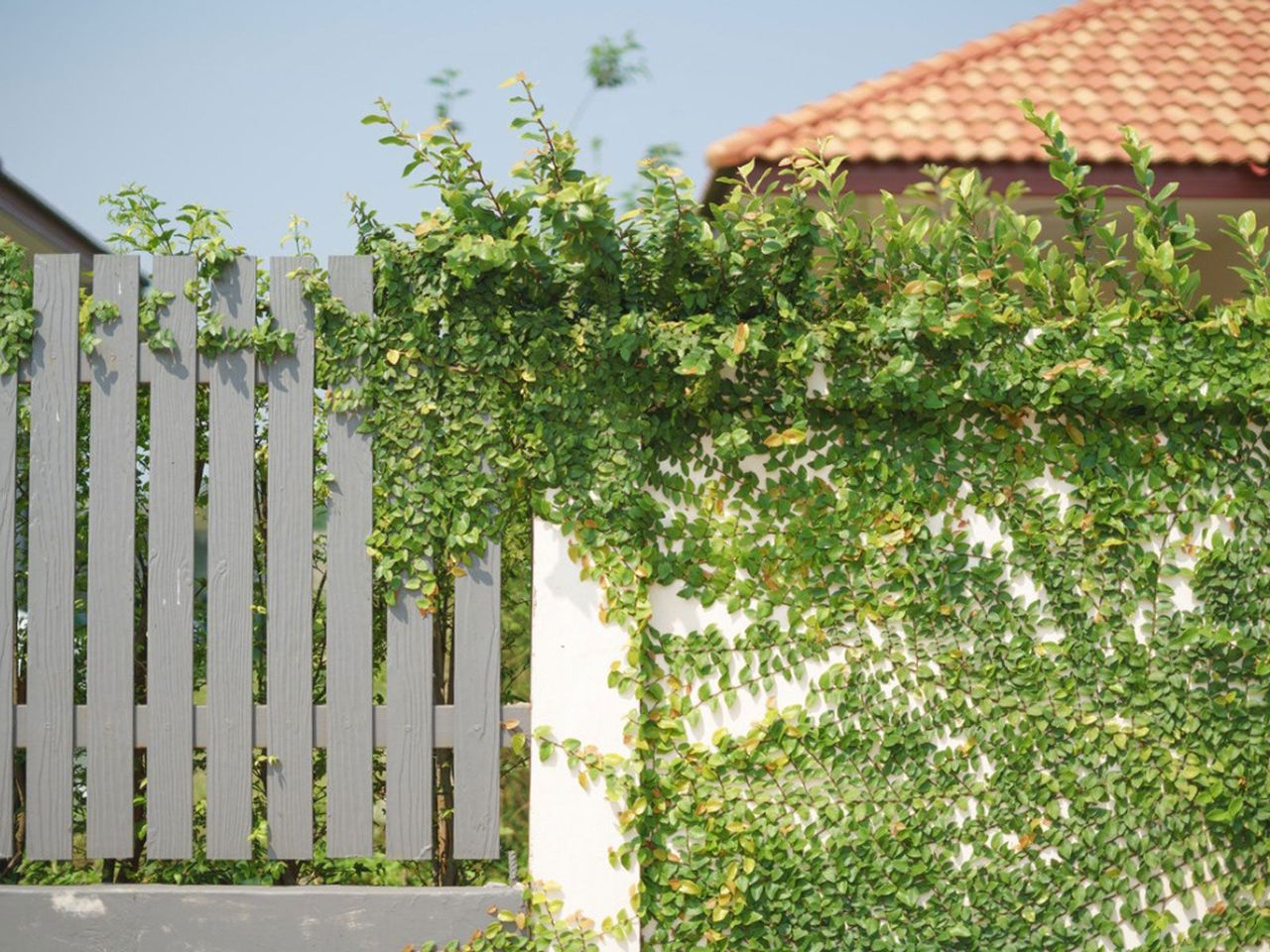 Green Vines Growing Up White Wall And Onto Grey Fence