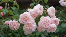 pink blooms of The Generous Gardener climbing rose from David Austin Roses