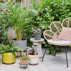 Selection of potted plants and shrubs on a patio with a wicker chair
