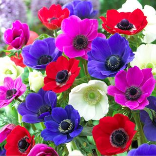 Anemone De Caen Mix 4/5cm