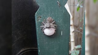 Huntsman spider holding egg sac