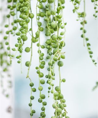 String of pearls strands