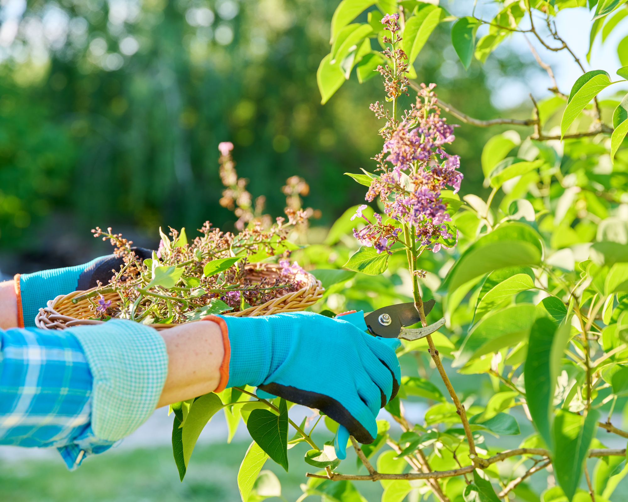 Woman deadheading lilac flowers