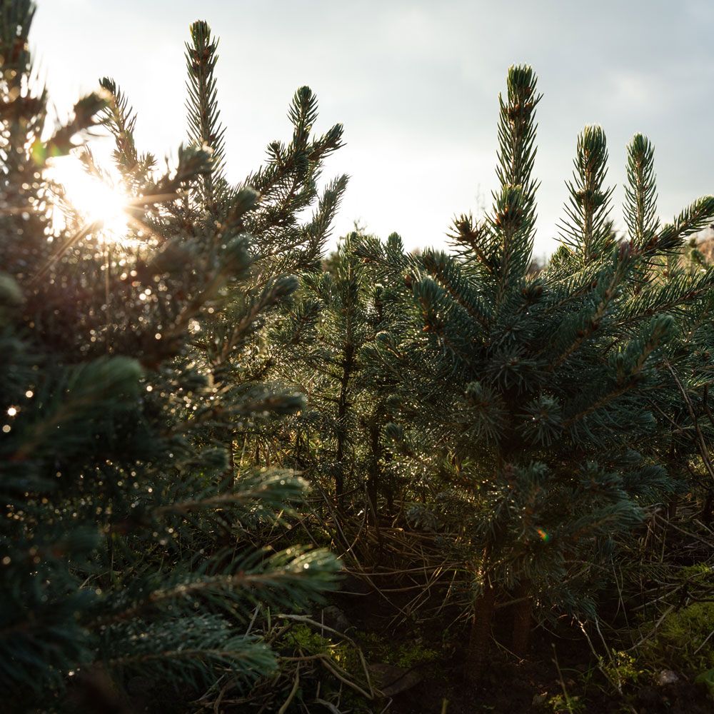 Next week pick up a REAL Lidl Christmas tree from just £17.99