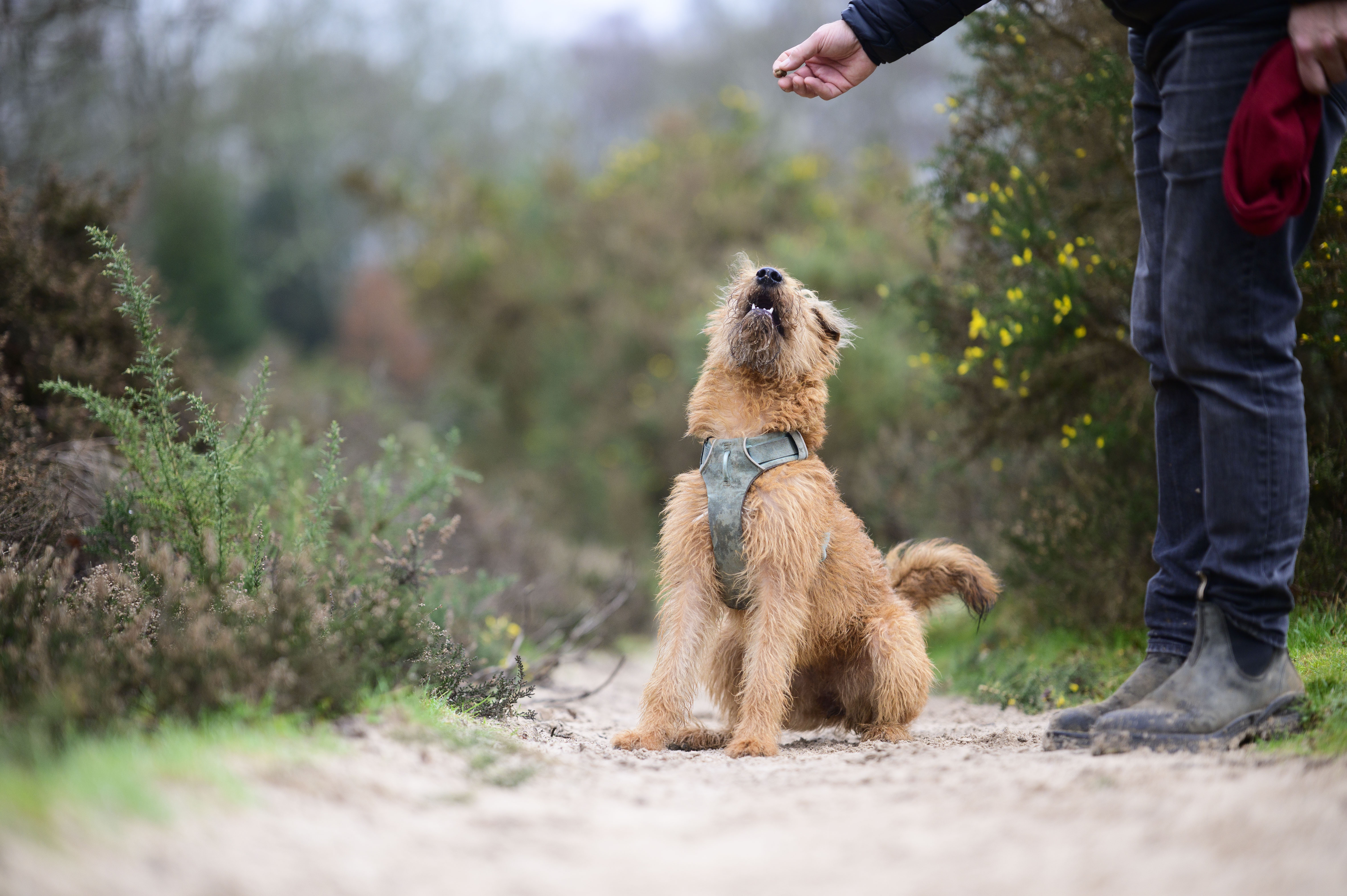 Viltrox AF 85mm F1.4 Pro lens sample gallery: a dog on a sandy trail looking up to its human