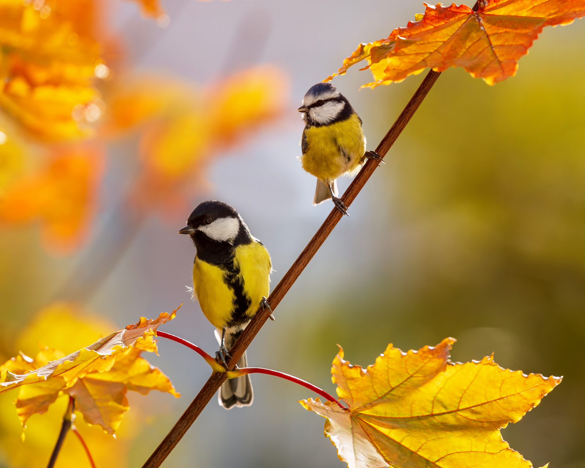 Two small black and yellow birds sit on branch in autumn
