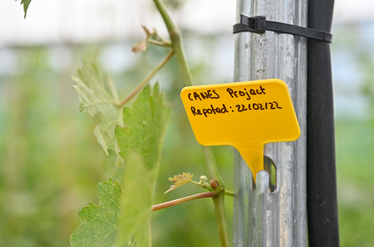 space vines replanted in 2022