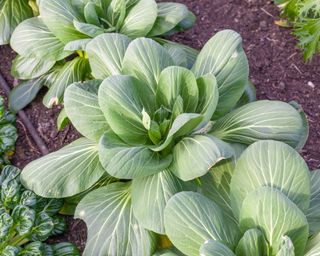 pak choi growing in greenhouse bed in late autumn