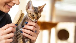 Devon rex cat looking uncomfortable with hairbrush