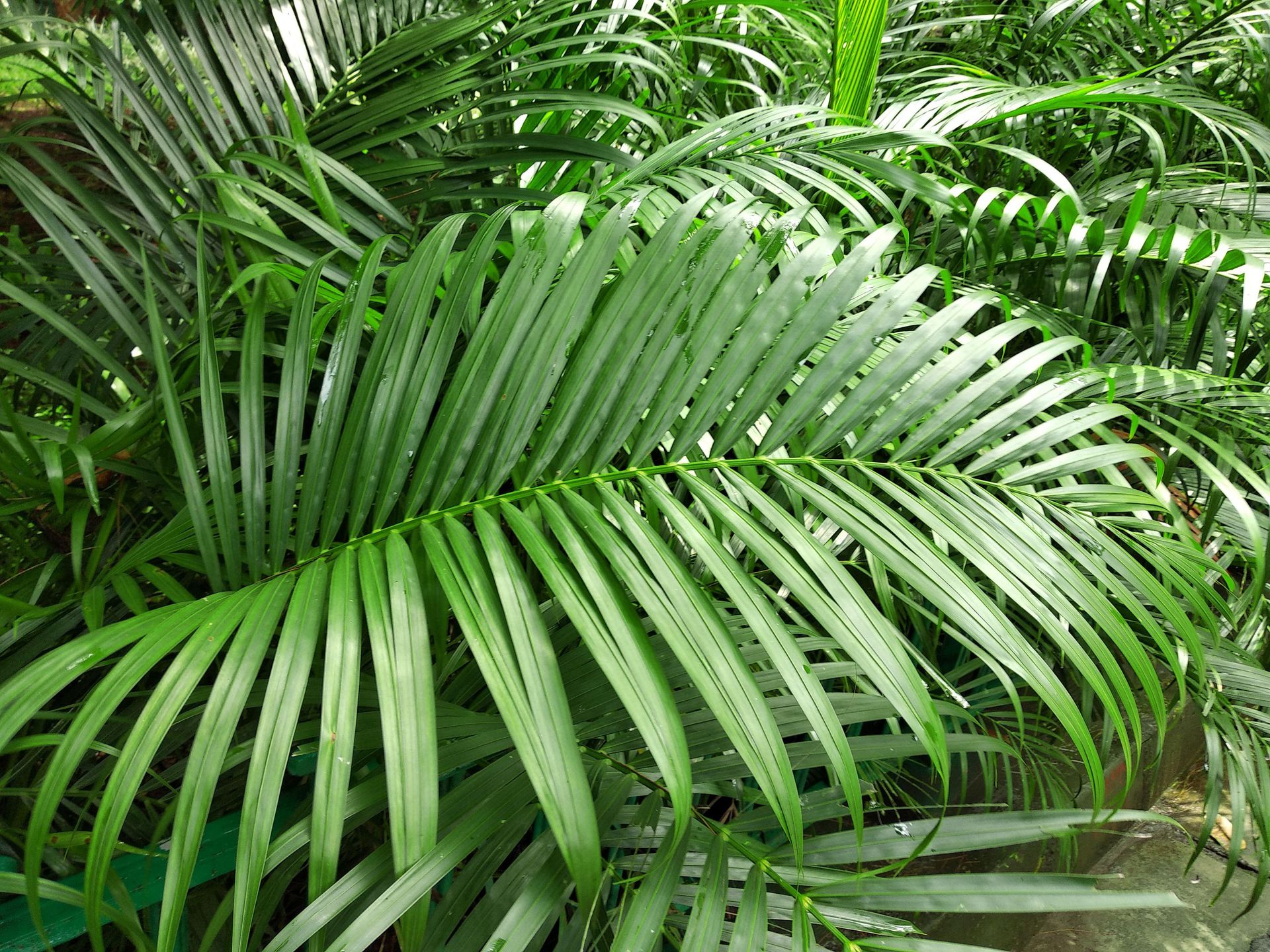 Areca palm