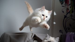 White cat jumping