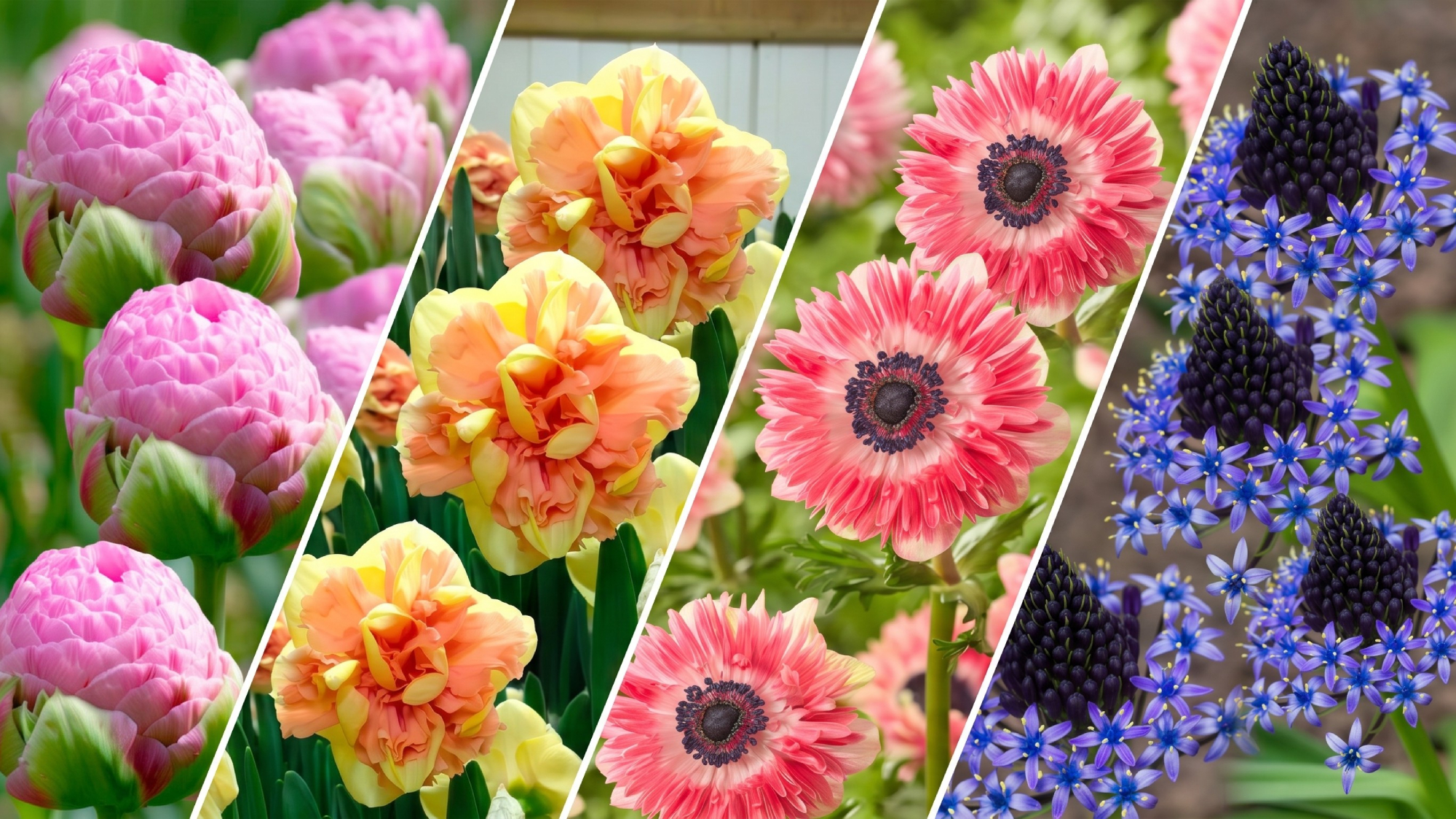 Collage of new bulbs to be planted in fall, including tulips, daffodils, anemones and scilla.