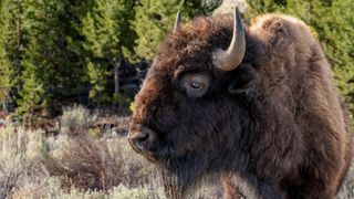 American bison in scrubland
