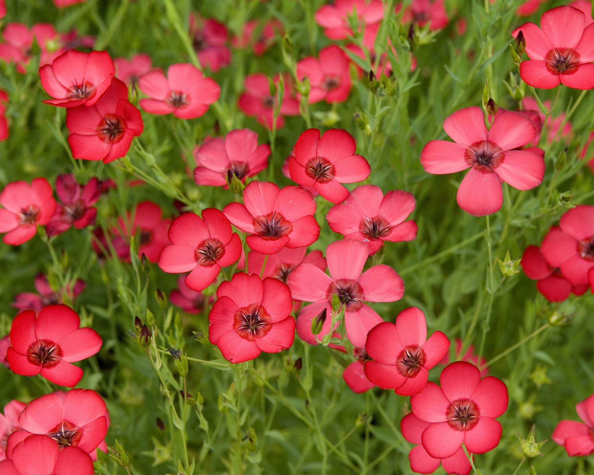 Best Annual Flowers And Plants 16 Picks For Summer Color Gardeningetc 