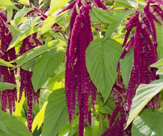 Love-lies-bleeding, or Amaranth, with pink blooms