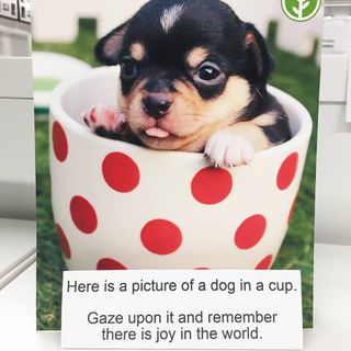 dog in cup picture