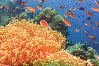 Coral Reef Fish
