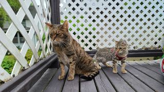 Savannah cat and kitten sitting outside
