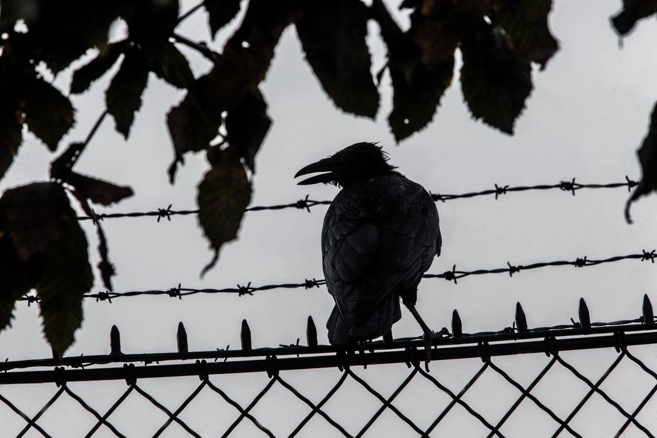 Urban crows.