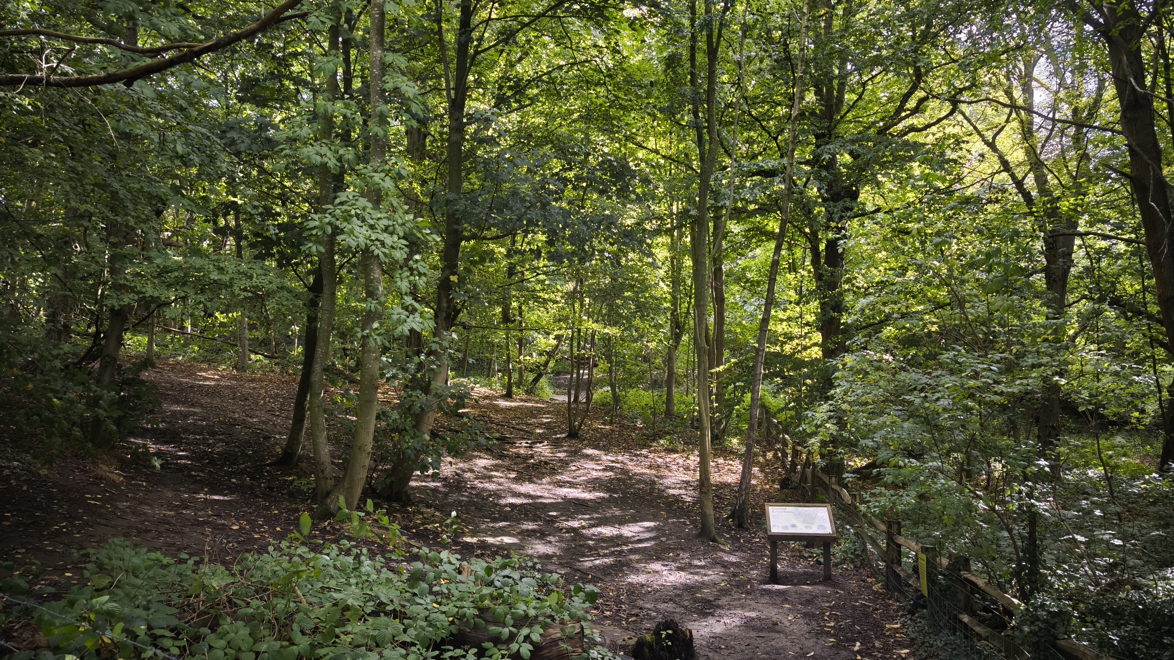 wide shot of a forest in a gloomy time of the day