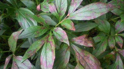 Close up of peony diseases on leaves