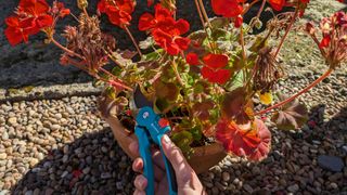 Pruning geraniums with the Gardena pruner