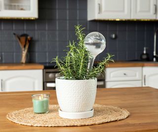 potted rosemary with plant watering globe